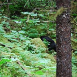 Don?s first Black Bear encounter