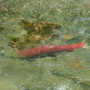 Spawning Sockeye Salmon near the Mendenhall Glacier