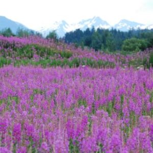 Fireweed near the Juneau Airport