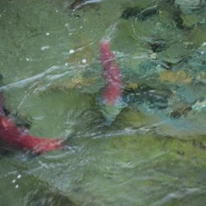 Just minding my own business shooting the Sockeye, and???