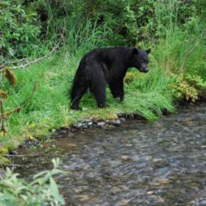 The second Black Bear passed within 12 feet, this was taken at 30 feet, Near the Mendenhall Glacier