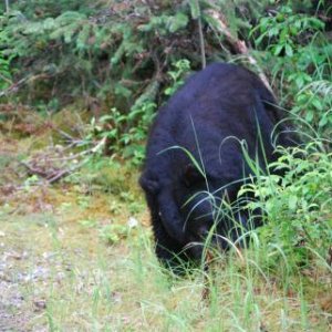?.almost tripped over the third black bear