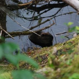 ?.beaver, just a 100 feet back down the trail toward the Mendenhall