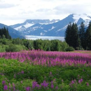 Brotherhood Park, Mendenhall Glacier, morning