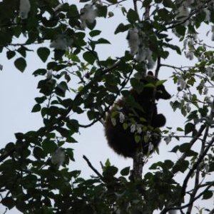 Treed bear cub in the Mendenhall Glacier Park