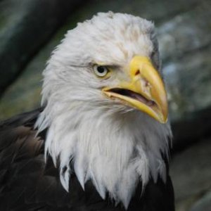 Injured Bald Eagle, Mt. Roberts Tram Raptor Center display, Juneau