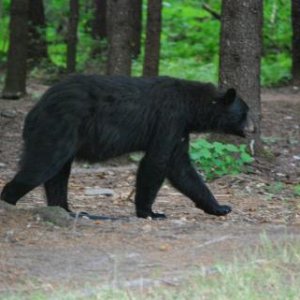 Male Black Bear, Taku Lodge