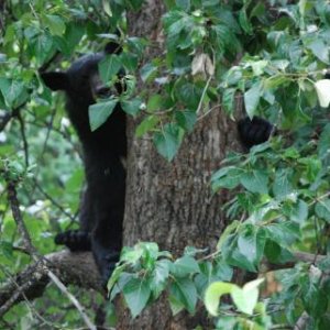 The staff treed the bear?.Peek a boo!!