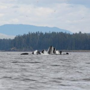 Media 'Humpback whales ?bubble feeding?, herding herring up to the surface as a group' in album 'Seven Sisters Mountain Range, British Columbia'