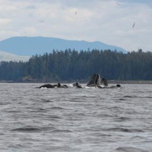 Media 'Each one of these pictures is a separate surface. They did it over and over again.' in album 'Seven Sisters Mountain Range, British Columbia'