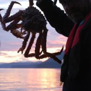 King Crab