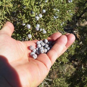 Juniper berries for sauerkraut or gin.