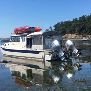 Media 'in the mud at shallow bay' in album 'princess Louisa'