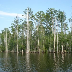 carolina loop 080