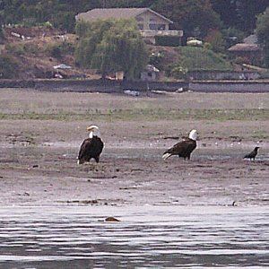 Media 'Eagles at Nisqually Delta 7-14-07' in album 'R-Matey, Halcyon and Daydream at Matia Cove 6-9-07'
