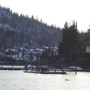 (catdogcat) Halibut cove