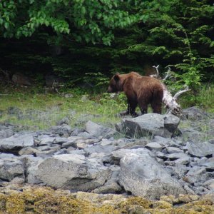 bear came out by our Sister Lake anchorage