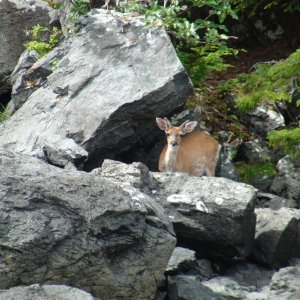 deer on small island in Sister Lake