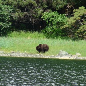 another sister lake bear