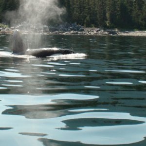 Orca Chatham Strait.  Saw four different pods this year