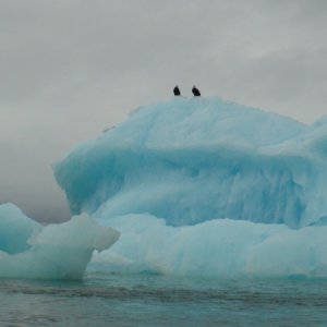 Eagles & ice off Laconte Glacier