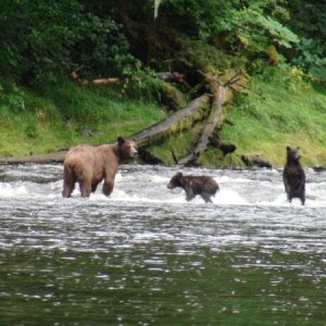 watchful cubs