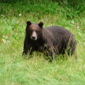 Close call.  This bear appeared on shore very close to me while I was drifting down stream in shallow water