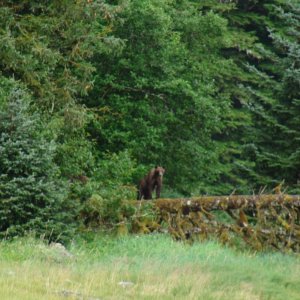 same bear a while later