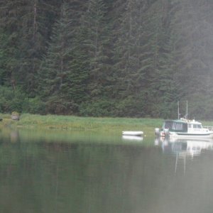 bear by anchorage fords terror