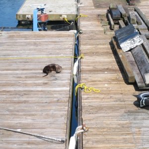 Media 'Sea otter' in album 'Two Lucky Fish'