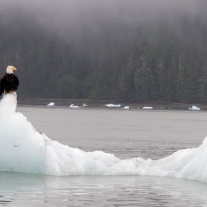 Eagle on Ice