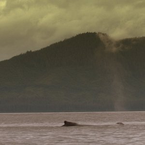 Whale spout