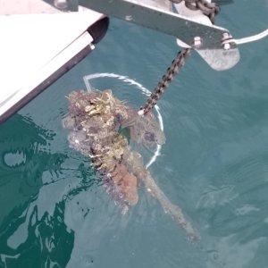 Old Anchor1