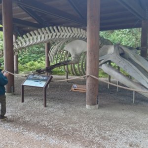 Whale skeleton