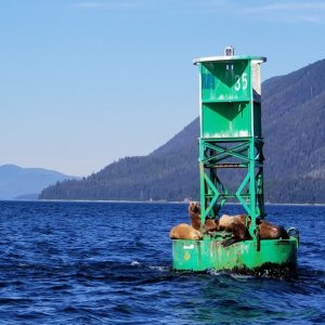 Buoy Green 35