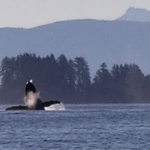 Whale Breach Chatham Strait