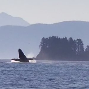 Whale Breach Chatham Strain