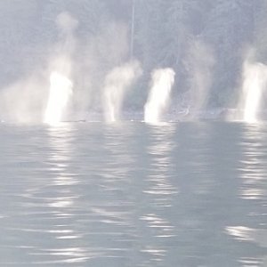 Whale spouts Tenakee Inlet