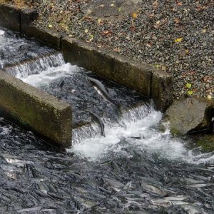 Salmon climbing ladder Sitka hatchery