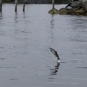 Salmon jumping Sitka Sound