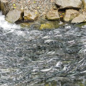 Salmon Sitka Hatchery