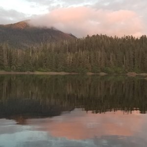 Baby bear sunset