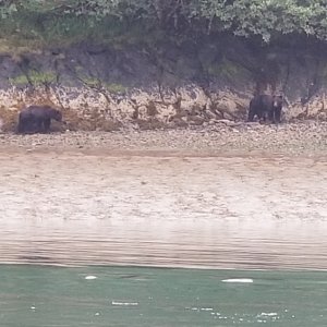 Bears Red Bluff Bay