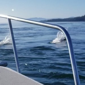 Dalls Porpoise2