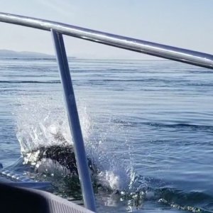 Dalls Porpoise3