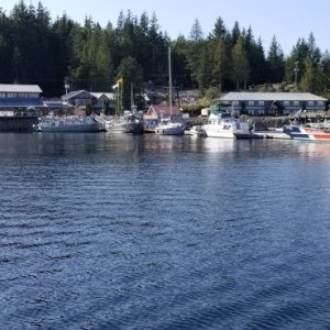 Shearwater