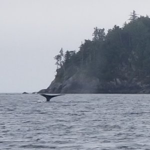 Whale Millar Passage