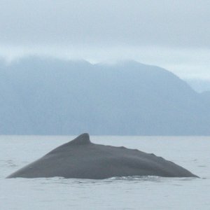 Whale Fisher Channel2