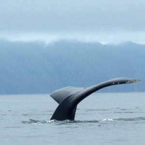 Whale Fisher Channel1