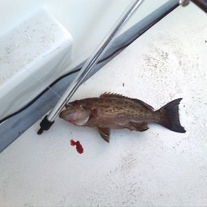 Media 'FIRST FISH(Grouper).jpg' in album 'FIRST LAUNCH'
